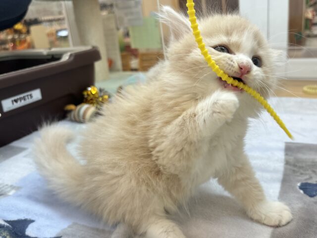 タレ目界のプリンス♡サイベリアンくん! サイベリアン