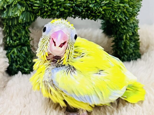 僕はドクターイエロー🚆⁉︎マメルリハのアメリカンイエローの男の子✌️