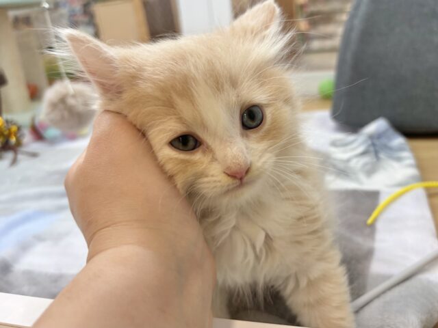 タレ目界のプリンス♡サイベリアンくん! サイベリアン