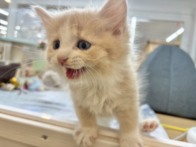 タレ目界のプリンス♡サイベリアンくん! サイベリアン