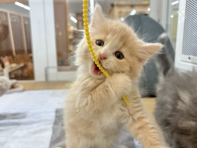 タレ目界のプリンス♡サイベリアンくん! サイベリアン