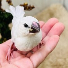 ギラリ✨と美しく輝く〜シルバー文鳥の雛！