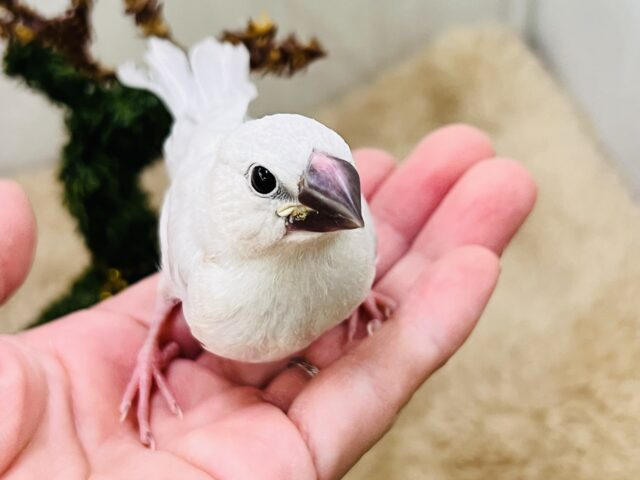 ギラリ✨と美しく輝く〜シルバー文鳥の雛！