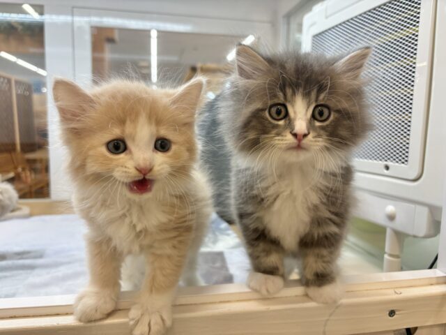 タレ目界のプリンス♡サイベリアンくん! サイベリアン