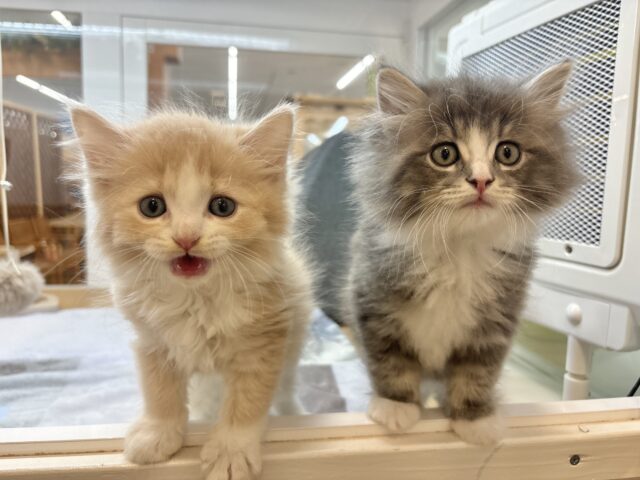 タレ目界のプリンス♡サイベリアンくん! サイベリアン