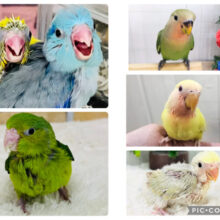 あなたにぞっこん❤️ラブバードフェア〜✨