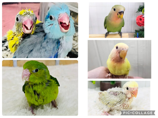 あなたにぞっこん❤️ラブバードフェア〜✨