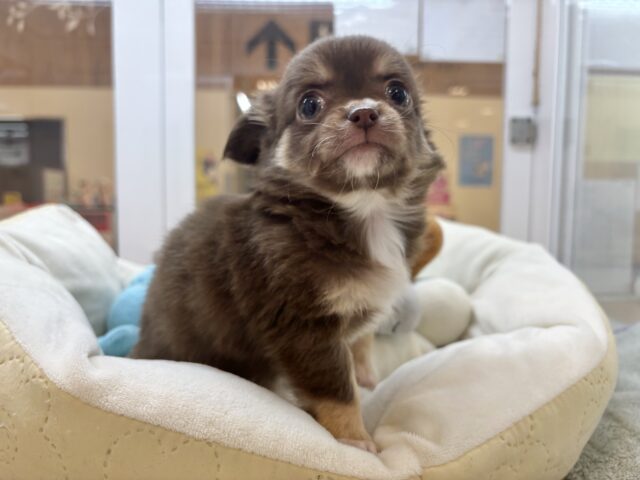 ムチムチボディーはお好き♡?チワワくん! チワワ