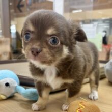 ムチムチボディーはお好き♡？チワワくん！