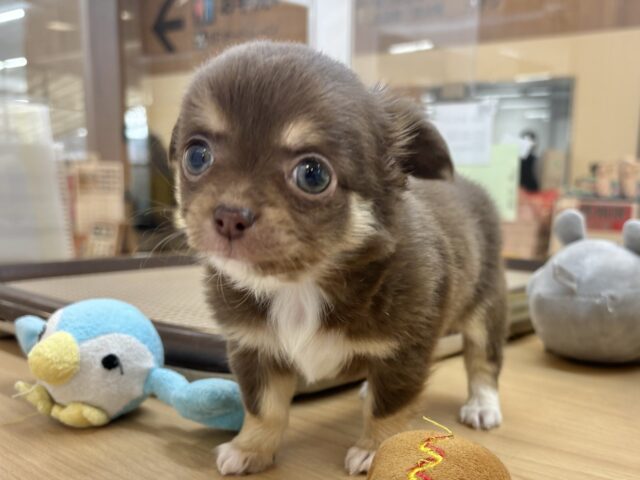 ムチムチボディーはお好き♡?チワワくん! チワワ