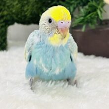 シュワっとシャンメリー🥂セキセイインコのパステルレインボーパイド
