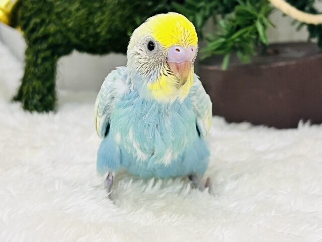 シュワっとシャンメリー🥂セキセイインコのパステルレインボーパイド