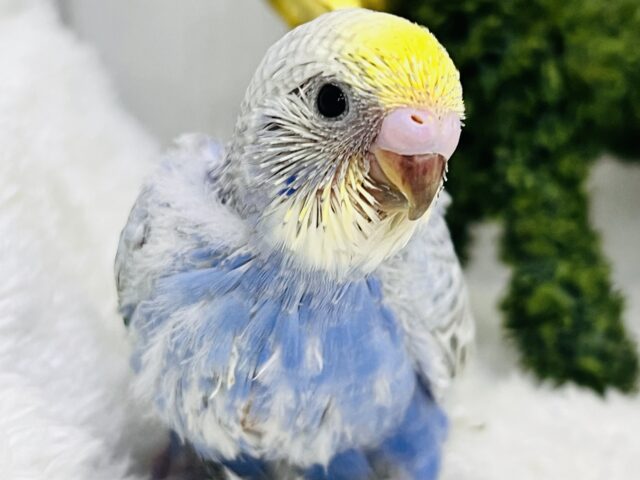 ほわほわ☁️雲模様が素敵💕セキセイインコのレインボースパングル🌊