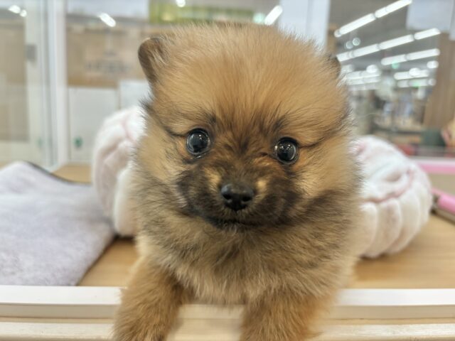 ポメラニアン
