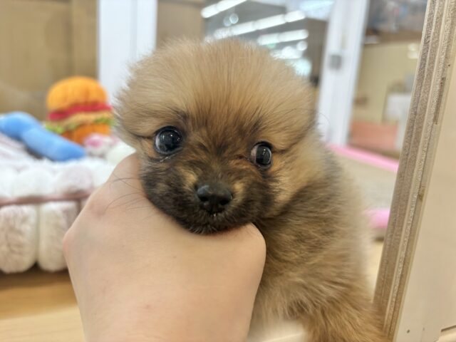 毛玉が大はしゃぎ!?ポメラニアンちゃん! ポメラニアン