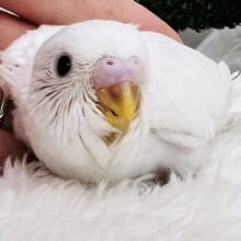 将来が楽しみ〜✨な夢見るセキセイインコのダブルファクター（白）