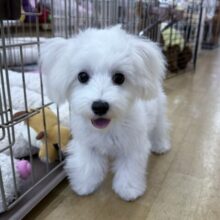 どこまでもついていくんだから💓ハーフ犬(マルチーズ✖️トイプードル)の男のコきました🌟