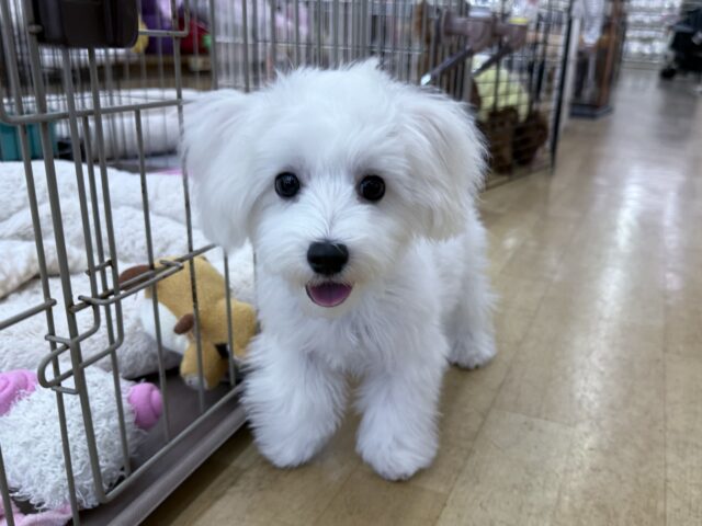 どこまでもついていくんだから💓ハーフ犬(マルチーズ✖️トイプードル)の男のコきました🌟