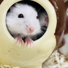 聖なる夜に🎄雪玉❄️パールホワイトハムスちゃん大量入舎☃️