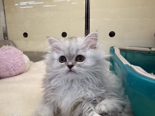 ふわふわ天使降臨💗甘えるのが大好きなミヌエットの女のコきました〜🌟 ミヌエット