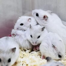 サンタさんの落し物?雪んこ❄️パールハムスターフェアだよ⛄️