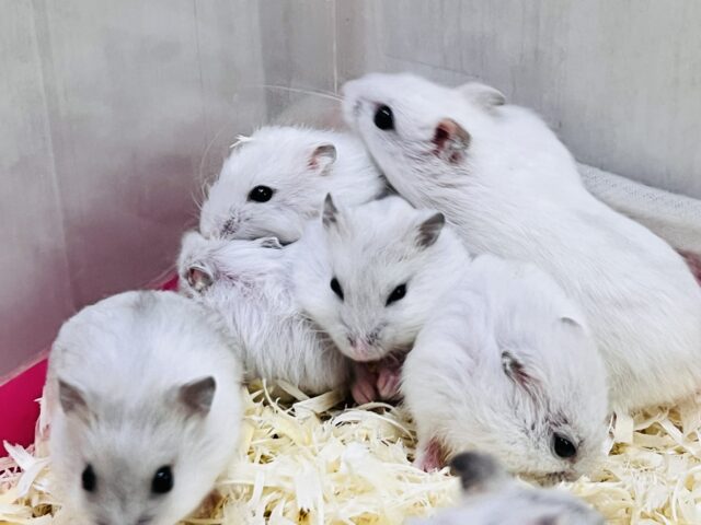 サンタさんの落し物?雪んこ❄️パールハムスターフェアだよ⛄️