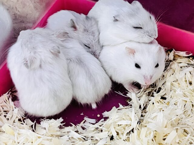 サンタさんの落し物?雪んこ❄️パールハムスターフェアだよ⛄️ 説明画像です