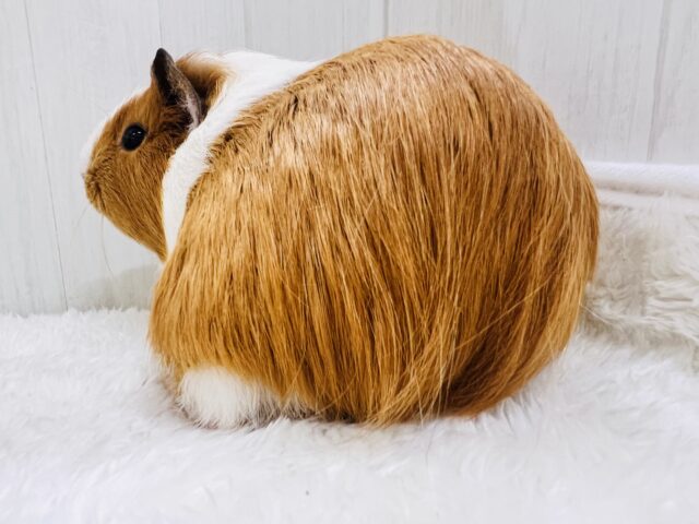 イングリッシュモルモット