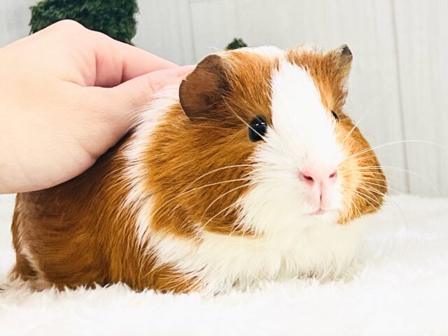 イングリッシュモルモット