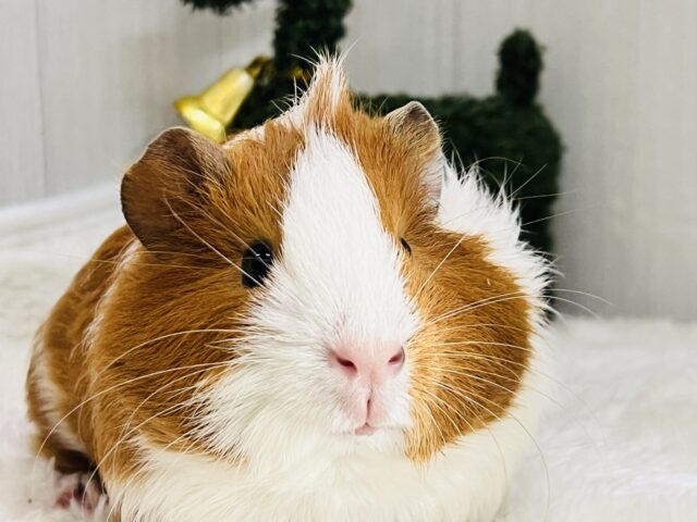 イングリッシュモルモット