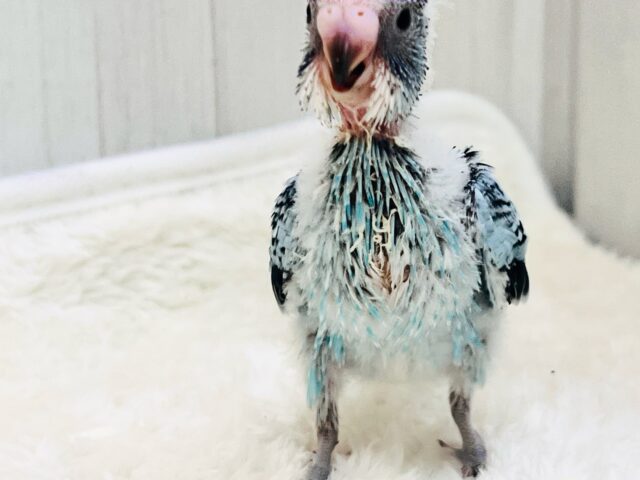 セキセイインコ