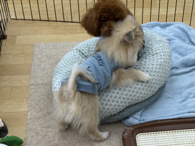 ポメペキ（ペキポメ）