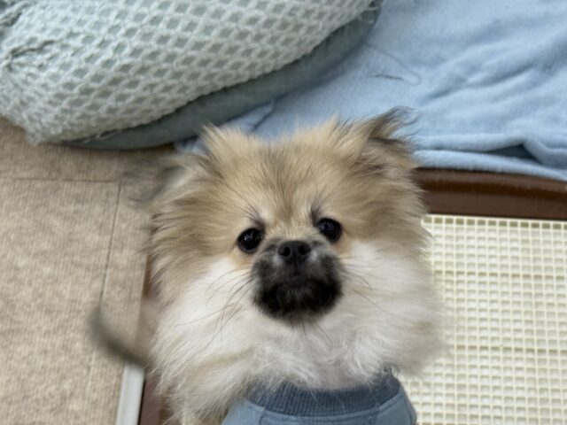 ポメペキ（ペキポメ）