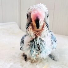 ぽよよん🩵食いしん坊すぎるセキセイインコのブルーオパーリン🩵