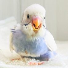 びゅーんと飛行機✈️セキセイインコのバイオレットパイド💜