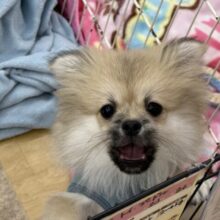 最新画像更新しました🌟きゅん💗ムチムチBODYなポメラニアン✖️ペキニーズのハーフ犬の男のコきました〜✨️