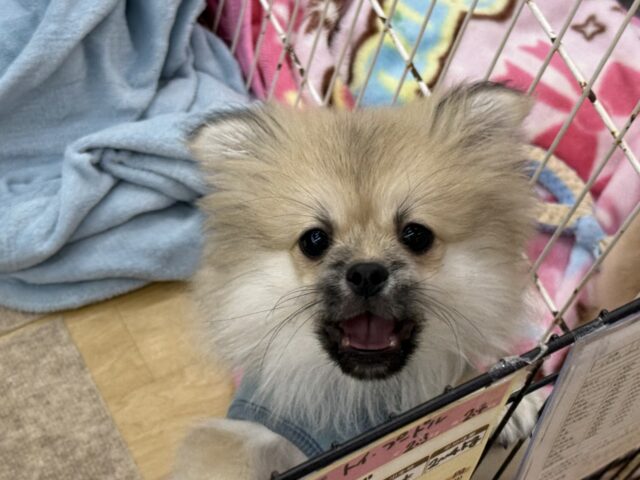 最新画像更新しました🌟きゅん💗ムチムチBODYなポメラニアン✖️ペキニーズのハーフ犬の男のコきました〜✨️