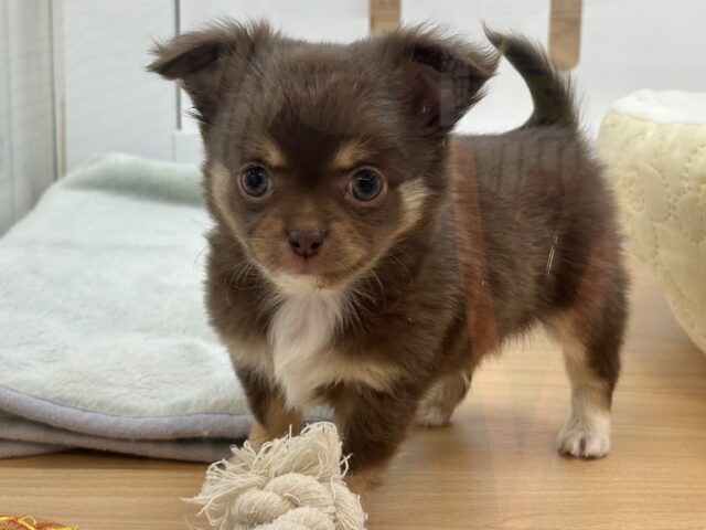 ムチムチボディーはお好き♡?チワワくん! チワワ