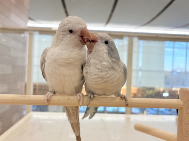 【最新画像更新🪄】慎重派だけど甘ったれ〜🧚♀️💖オキナインコ(コバルトパリドオパーリン) ヒナ オキナインコ