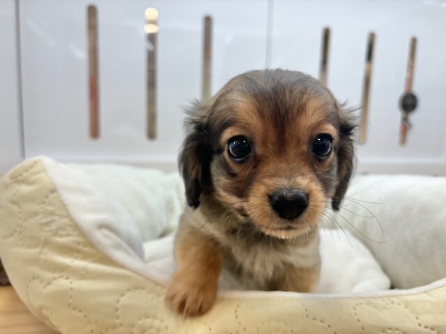 好きが止まらな〜〜い♥ダップーチーくん! ダップーチー