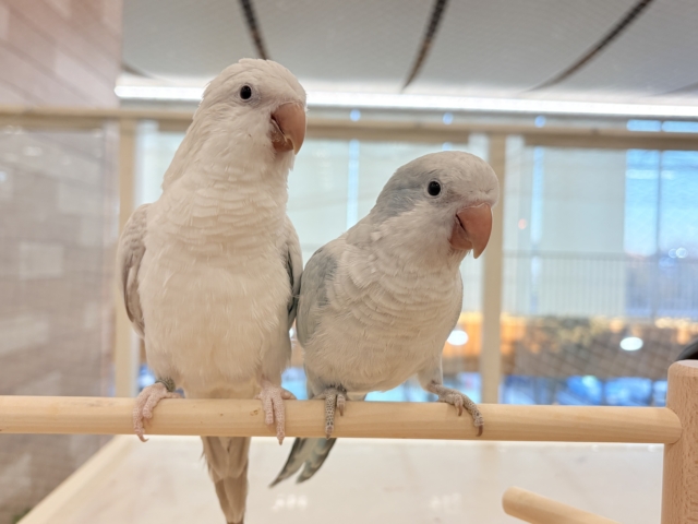 【最新画像更新🪄】甘々ちゃん来ました♡♡♡オキナインコ(ブルーオパーリン) オキナインコ