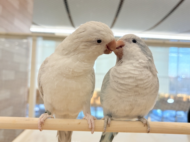 【最新画像更新🪄】慎重派だけど甘ったれ〜🧚♀️💖オキナインコ(コバルトパリドオパーリン) ヒナ オキナインコ