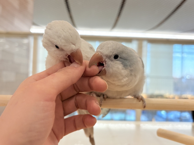 【最新画像更新🪄】甘々ちゃん来ました♡♡♡オキナインコ(ブルーオパーリン) オキナインコ