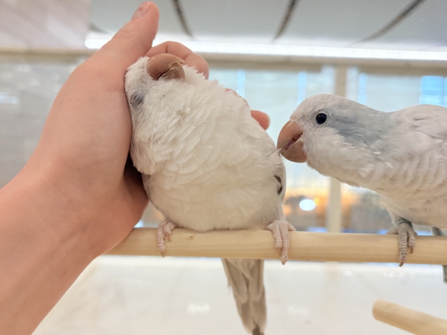オキナインコ