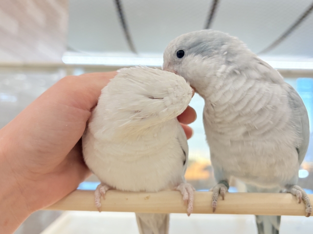 【最新画像更新🪄】慎重派だけど甘ったれ〜🧚♀️💖オキナインコ(コバルトパリドオパーリン) ヒナ オキナインコ