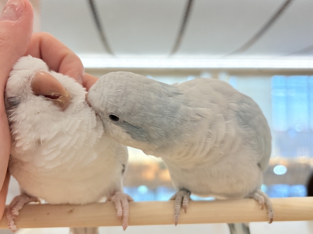 オキナインコ