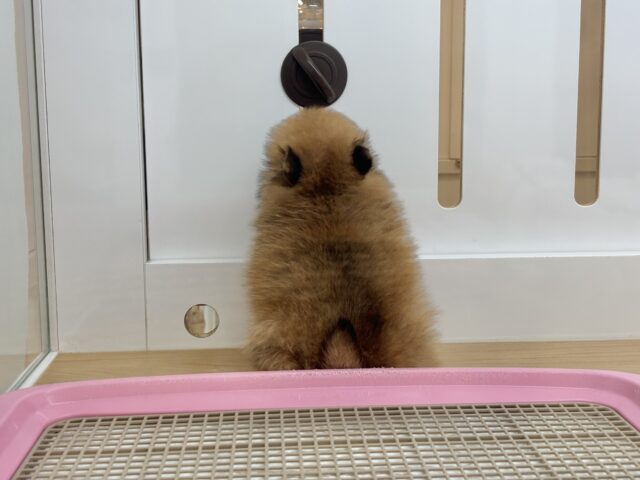 毛玉が大はしゃぎ!?ポメラニアンちゃん! ポメラニアン