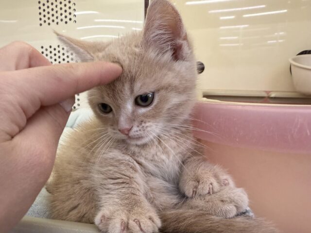 スリスリさせてくれよな💗短足あんよのマンチカンの男のコきました💫 マンチカン