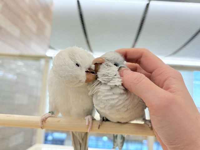 【最新画像更新🪄】甘々ちゃん来ました♡♡♡オキナインコ(ブルーオパーリン) オキナインコ