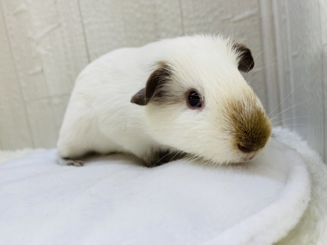 ロシアンモルモット